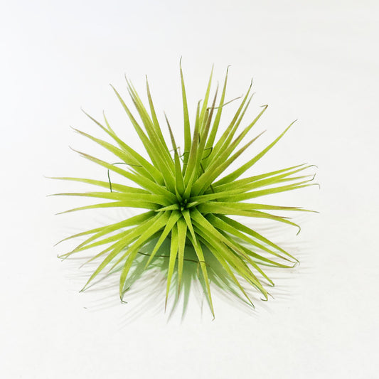 Air Plants