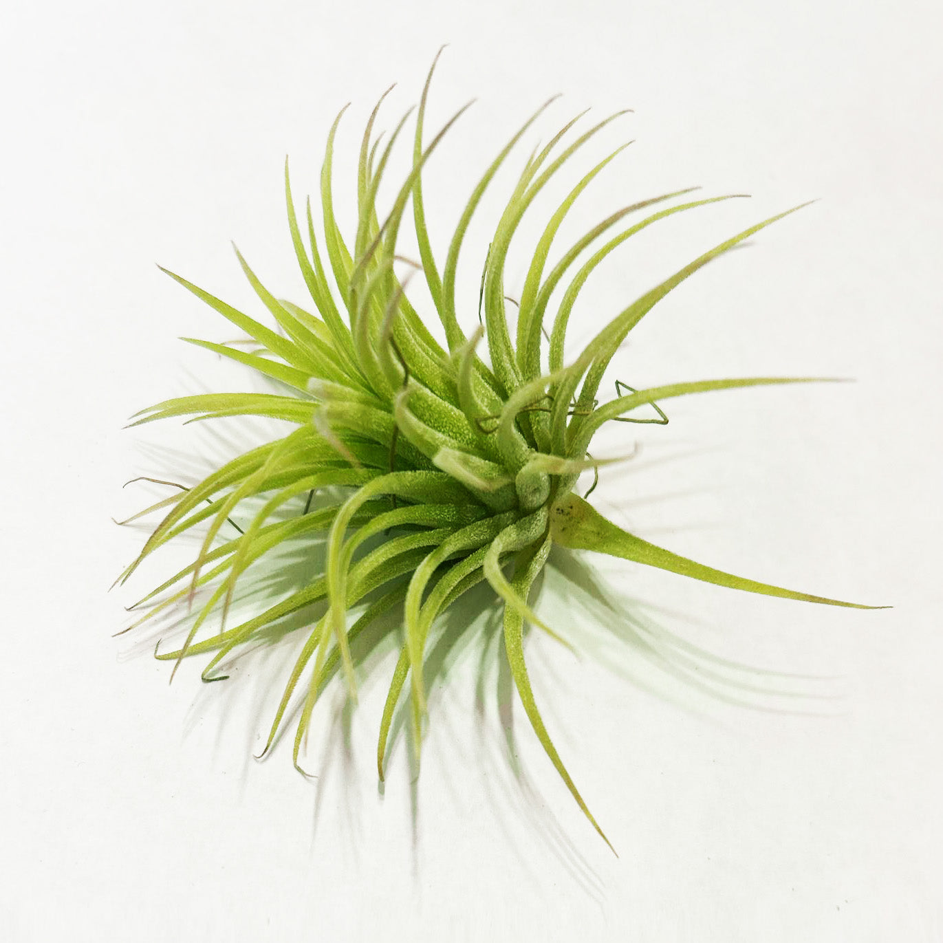 Air Plants