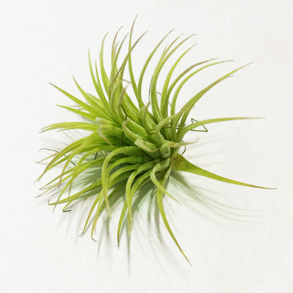Air Plants