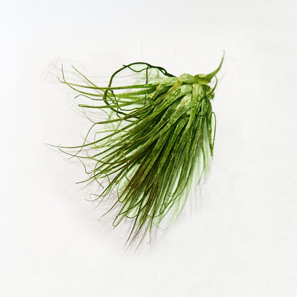 Air Plants