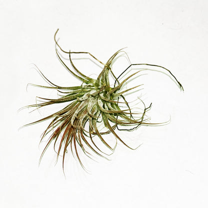 Air Plants