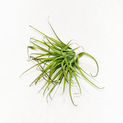 Air Plants