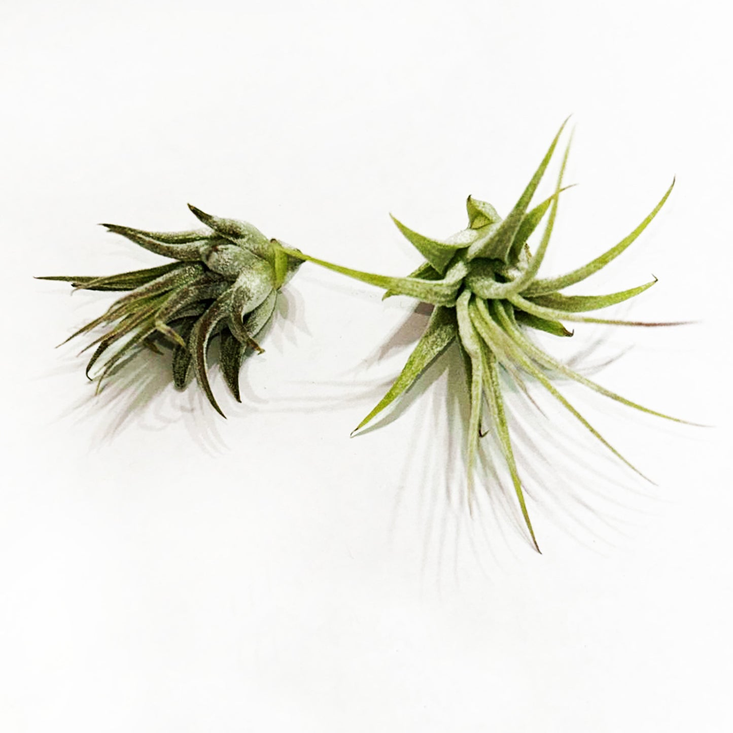 Air Plants